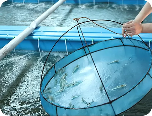 Dióxido de cloro (Clo2) para la industria acuícola